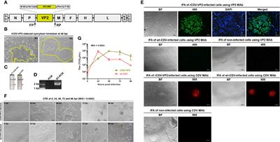 Recovery of Recombinant Canine Distemper Virus That Expresses CPV-2a VP2: Uncovering the Mutation Profile of Recombinant Undergoing 50 Serial Passages In Vitro